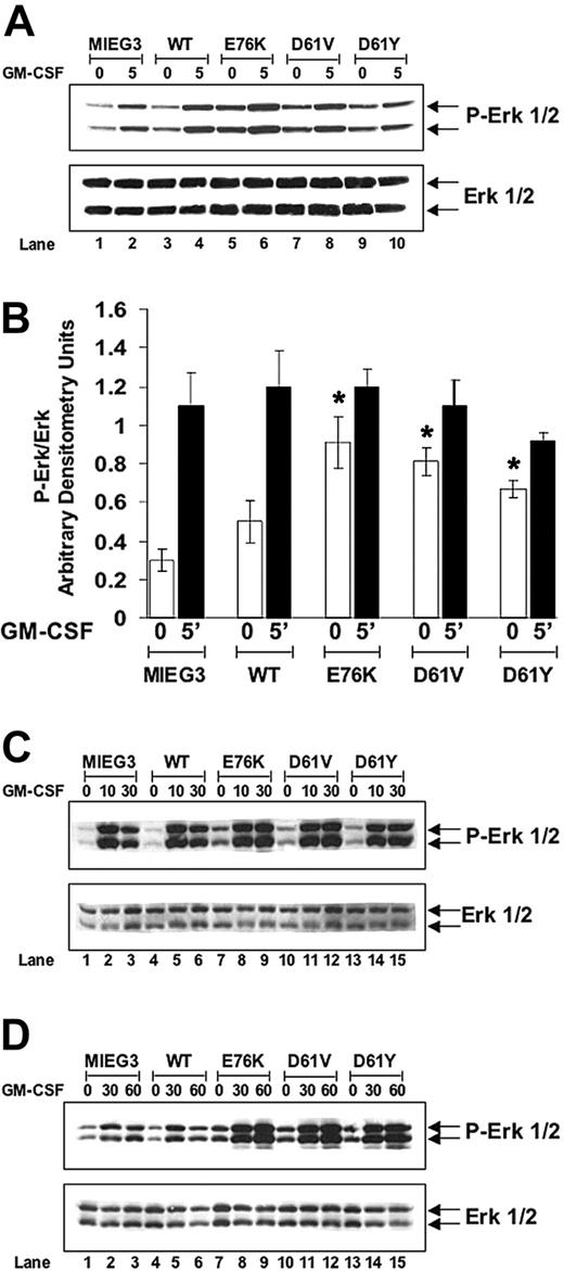 Figure 5. PTPN11 mutants E76K, D61V, and D61Y confer constitutively elevated and prolonged GM-CSF–stimulated phospho-Erk levels in macrophage progenitors. (A) Representative Western blot showing 0- and 5-minute time points of GM-CSF stimulation of macrophage progenitor cultures; repeated in 3 independent experiments for MIEG3, WT, E76K, and D61V; repeated in 2 independent experiments for E61Y. (B) Band intensities were quantitated using densitometry, phospho-Erk band intensities were normalized to Erk band intensities, and data were compiled from all experiments and demonstrated graphically. Data shown as ± SEM; *P < .05 for E76K, D61V, and D61Y compared with MIEG3 at baseline. No statistical difference between MIEG3 and WT at baseline. (C) Western blot analysis demonstrating phospho-Erk levels following GM-CSF stimulation for 10 and 30 minutes demonstrating prolonged activation of Erk in macrophage progenitors transduced with each of the Shp-2 mutants. (D) A second independent experiment showing prolonged activation of Erk in macrophage progenitors transduced with each of the Shp-2 mutants for as long as 60 minutes following GM-CSF stimulation.