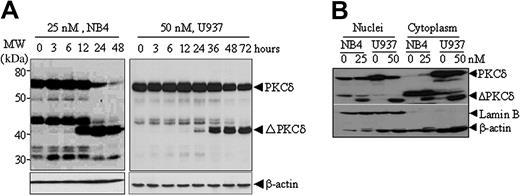 Figure 4. NSC606985 induces proteolytic cleavage of PKCδ proteins in NB4 and U937 cells. (A) NB4 and U937 cells were treated with or without 25 nM and 50 nM NSC606985, respectively, for the indicated times. PKCδ proteins were detected by Western blots with β-actin as an internal control. Molecular weights (MWs) of standard protein markers were indicated. ΔPKCδ indicates cleaved 41-kDa catalytic fragment of PKCδ proteins. (B) NB4 cells were treated with 25 nM NSC606985 for 12 hours, and U937 cells were treated with 50 nM NSC606985 for 36 hours. Nuclear and cytoplasmic proteins were extracted and subjected to Western blotting for the detection of PKCδ proteins. Lamin B was used as a nuclear protein control.