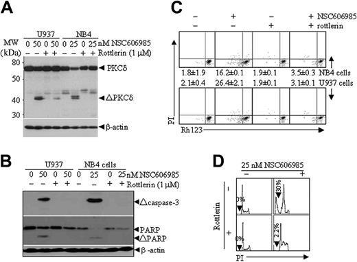 Figure 5. Rottlerin inhibits NSC606985-induced caspase-3 activation, mitochondrial transmembrane potential loss, and apoptosis. (A-B) After preincubated with 1 μM rottlerin for 1 hour, NB4 and U937 cells were treated with 25 nM and 50 nM NSC606985 for 12 and 36 hours, respectively. PKCδ (A), the active (Δ) caspase-3, and PARP proteins (B) were determined by Western blots. ΔPKCδ indicates cleaved 41-kDa catalytic fragment of PKCδ proteins. (C) NB4 cells (top row) and U937 cells (bottom row) were treated as described for panels A and B. The mitochondrial ΔΨm was measured on flow cytometry. The numbers (percentage of Rh123low cells) represent the mean ± SD of a triplicate experiment. (D) NB4 cells were treated as described for panels A and B, and the histograms of nuclear DNA distribution are presented. The number in each panel indicates the percentage of sub-G1 (Ap) cells. Similar results were obtained in U937 cells (data not shown). All experiments were repeated 3 times with similar results.
