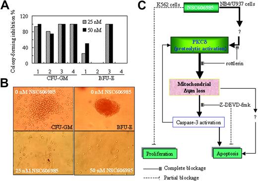 Figure 7. NSC606985 inhibits the formation of CFU-GM and BFU-E of bone marrow cells from patients with AML and a sketch of mechanisms of NSC606985 action in leukemic cells. (A) BM mononuclear cells were cultured for colony assay as described in “Patients, materials, and methods.” In cases 1 to 4, the number of colonies per well in vehicle control was 33, 16, 40, and 20, respectively, for CFU-GMs. For BFU-E, the number of colonies per well in vehicle control was 37 and 20, respectively, while BM cells from case 2 and case 4 patients did not form BFU-Es. The values represent the inhibition % of colony formation compared with control. (B) Representative images of CFU-GMs and BFU-Es for the case-3 patient. Images were visualized with an Olympus IMT microscope equipped with a 40 ×/0.5 numerical aperture objective lens (Olympus), and were captured through a SPOT RT camera and SPOT software. (C) An illustration of the potential mechanisms of NSC606985 action in leukemic cells. NSC606985 at nanomolar concentrations activates PKCδ that leads to mitochondrial ΔΨm loss and activation of caspase-3, resulting in apoptosis. These events were completely blocked by PKCδ-specific inhibitor rottlerin. However, caspase-3 inhibitor Z-DEVD-fmk only partially blocks NSC606985-induced apoptosis, indicating that caspase-3–independent mechanisms are also involved in the event. The activated caspase-3 has a positive feedback to proteolytic activation of PKCδ. The inhibition of cell proliferation by NSC606985 may involve independent mechanisms from cell apoptosis. Solid lines indicate complete blockage; dashed lines, partial blockage.