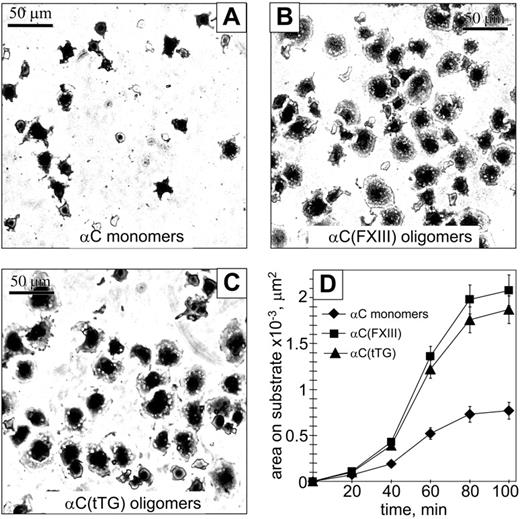 Figure 4. Oligomerization of the αC domains facilitates endothelial cell spreading. A total of 2 × 104 HUVECs in serum-free DMEM were plated at 37°C for indicated periods of time on plastic wells coated with 20 μg/mL αC monomers (A), αC(FXIII) oligomers (B), or αC(tTG) oligomers (C). At different time points of spreading, cells were fixed with 3.7% paraformaldehyde, stained with Coomassie blue, destained, and photographed. Shown are representative photographs of cells 90 minutes after plating on the substrates. Bar = 50 μm. (D) Time-dependent increase in cell spreading on αC monomers () and oligomers (▪, αC(FXIII); ▴, αC(tTG)). The average areas were determined for 120 sparsely plated cells on each substrate. Results are the means ± standard deviations of 2 independent experiments performed in triplicate.