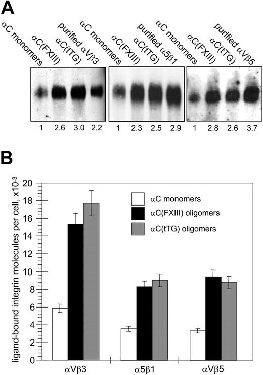 Figure 6. Oligomerization of the αC domains increases the amounts of αVβ3, αVβ5, and α5β1 integrins chemically cross-linked to substrate. (A) HUVECs in serum-free DMEM were plated for 2 hours on 20 μg/mL αC monomers, αC(FXIII) oligomers, or αC(tTG) oligomers; 5 × 106 adherent cells were cross-linked to the substrates with 2 mM DTSSP in PBS for 30 minutes at 4°C and extracted 4 times for 20 minutes with 0.1% SDS. The cross-linked material was recovered by treating plates for 1 hour at 37°C with a buffer containing 100 mM DTT and 0.1% SDS and then concentrated and analyzed by SDS-PAGE and immunoblotting for the β3, β1, and β5 integrin subunits. Right lanes on the gels contained 10 ng purified αVβ3, αVβ5, and α5β1 integrins. Shown is a representative of 3 experiments. Numbers below the blots refer to the relative amounts of individual integrins, as determined by densitometry and normalized to their amounts cross-linked to αC monomers. (B) Bands corresponding to cellular integrins in panelAwere compared with external standards of purified integrins and then converted to the numbers of ligand-bound integrin receptors per cell. □ indicates αC monomers; ▪, αC(FXIII) oligomers; and ▦, αC(tTG) oligomers. Results are the means ± standard deviations of 3 independent experiments.
