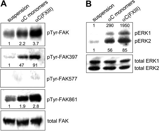 Figure 7. Oligomerization of the αC domains amplifies adhesion-dependent activation of FAK and ERK. HUVECs were either kept in suspension or plated in serum-free DMEM for 2 hours on tissue culture plates coated with 20 μg/mL αC monomers or αC(FXIII) oligomers. (A) Phosphorylation of FAK tyrosines 397, 577, and 861 was examined by SDS-PAGE and immunoblotting with specific polyclonal antibodies (see “Materials and methods”). Overall tyrosine phosphorylation of FAK was tested by immunoprecipitation of FAK, followed by SDS-PAGE and immunoblotting with polyclonal antiphosphotyrosine antibodies. (B) Adhesion-dependent phosphorylation of ERK was analyzed by immunoblotting with antibodies against dually phosphorylated ERK1/2 and total ERK1/2. Panels A and B are representative of 3 independent experiments for FAK and ERK.