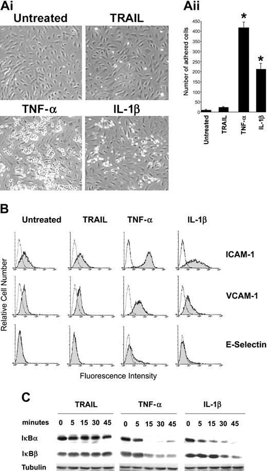 Figure 1. TRAIL and inflammatory cytokine-mediated leukocyte adhesion. HUVECs were either left untreated or exposed to TRAIL, TNF-α, or IL-1β. (Ai) HL-60 cell adherence on HUVECs treated (for 18 hours) as indicated. Representative fields of the cultures are shown (original magnification × 10). (Aii) Cell adhesion was calculated as described in “Materials and methods” and is expressed as mean ± SD of 12 experiments, each performed in triplicate. *P < .05. (B) HUVECs were exposed to cytokines for 18 hours and expression levels of leukocyte adhesion molecules (ICAM-1, VCAM-1, and E-selectin) were evaluated by flow cytometry. The control (open) histograms represent the background fluorescence obtained from the staining of the same cultures with isotype-matched control Abs. One of 8 experiments with similar results is shown. (C) HUVECs were stimulated with TRAIL, TNF-α, or IL-1β for the indicated time intervals (0-45 minutes), and cell lysates were analyzed for degradation of IκBα and IκBβ by Western blotting. Equal loading of protein in each lane was confirmed by staining with the Ab to tubulin. One of 4 experiments with similar results is shown.