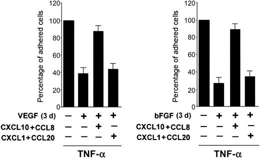 Figure 7. CXCL10 plus CCL8 reverts the antiadhesive activity also of VEGF and bFGF. HUVECs were either left untreated or pretreated for 3 days with VEGF or bFGF before addition of TNF-α and adhesion assay. At the time of the HL-60 cell adhesion assay, the indicated recombinant chemokines (10 ng/mL each) were added to the cultures. TNF-α-induced HL-60 cell adhesion to HUVECs was set as 100%. Results are expressed as means ± SD of 4 independent experiments, each performed in triplicate.