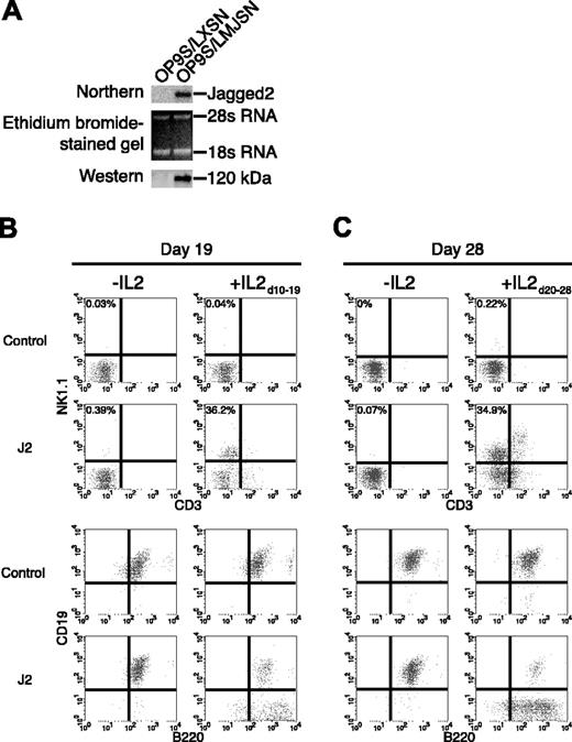Figure 1. Jagged2 stimulates the development of NK cells from post-5-FU bone marrow MNCs. (A) Retroviral vector–mediated expression of the full-length mJagged2 in OP-9S/LMJSN but not OP-9S/LXSN (negative control). The top panel is a Northern blot hybridized with an mJagged2 cDNA probe. The middle panel is the ethidium bromide–stained gel before blotting. The bottom panel is a Western blot probed with rabbit antiserum against the intracellular domain of mJagged2. The 120-kDa mJagged2 protein is indicated. (B) Expression of NK1.1 versus CD3 and CD19 versus B220 by 5-FU bone marrow MNCs cocultured with OP-9S/LXSN (negative control) or OP-9S/LMJSN (“J2”) in the presence of IL-7 and Flt3L for 19 days without or with IL-2 on days 10 to 19. The percent of CD3-NK1.1+ cells is indicated. (C) Expression of NK1.1 versus CD3 and CD19 versus B220 by post-5-FU bone marrow MNCs cocultured with OP-9S/LXSN or OP-9S/LMJSN (“J2”) in the presence of IL-7 and Flt3L for 28 days without or with IL-2 on days 20 to 28. The percent of CD3-NK1.1+ cells is indicated. Small numbers of CD3+NK1.1+ cells were present in OP-9S/LMJSN cocultures. They likely represented NKT or cytotoxic lymphocytes that had evolved from pre-existing T cells.