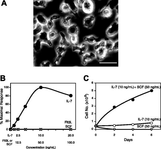 Figure 3. Morphology and growth factor responses of KIL. (A) Phase-contrast microscopy of KIL at 37°C. Most KIL cells display the characteristic racket shape. Bar = 30 μm. (B) Survival of KIL in response to single cytokines. KIL cells were washed with phosphate-buffered saline and exposed to various cytokines (⬡, IL-7; ○, SCF; ×, Flt3L) at the indicated concentrations. Viable cells were counted after 4 days and expressed as percent of the maximal response. Each point represents the mean of triplicates. (C) SCF synergized with IL-7 to stimulate the proliferation of KIL. Each culture was started with 5 × 105 washed KIL cells. Cell numbers were determined on days 2, 4, and 6. ⬡ indicates IL-7 + SCF; ○, IL-7 only; and □, SCF only. Each point represents the mean of triplicates.