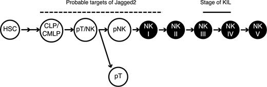 Figure 7. The potential targets of Jagged2 regulation during NK cell development. The schema depicts the differentiation of hematopoietic stem cell (HSC) to mature NK cell. CLP: common lymphoid progenitor36; CMLP: common myeloid/lymphoid progenitor36; pT/NK: bipotent progenitor for T and NK; pT: committed T progenitor; pNK: committed NK progenitor; NK I-V: stages of NK development as defined by Yokoyama et al34,35; short dash: the equivalent stage of KIL; dotted line: potential targets of mJagged2 regulation.