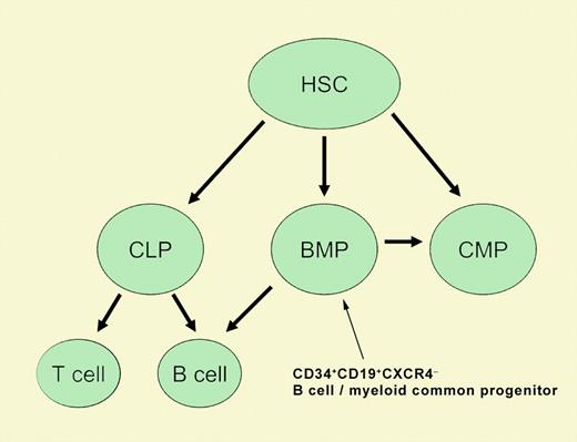A common B-cell/myeloid progenitor. One of two potential models of hematopoiesis presented by Hou and colleagues that is consistent with the data presented in their manuscript. Of specific note is the B-cell/myeloid progenitor (BMP) population with surface antigens CD34+ CD19+ CXCR4- defined by this work. Other cells shown include the primordial hematopoietic stem cell (HSC), the common myeloid progenitor (CMP), common lymphoid progenitor (CLP), and B and T cells. See the complete figure in the article beginning on page 3488.