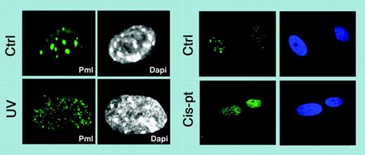 PML relocalizes into microspeckle structures. Relocalization upon UV irradiation and upon cisplatin treatment. See the complete figure in the article beginning on page 3686.