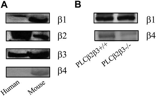 Figure 1. Immunoblots of PLCβ isoforms in wild-type and PLCβ2/β3-null platelets. Total cell lysates containing human or murine platelets were fractionated by gel electrophoresis and immunoblotted with PLCβ isoform-specific polyclonal antibodies. (A) Murine platelets have relatively less PLCβ2 and relatively more PLCβ1. (B) Murine platelets lacking PLCβ2 and PLCβ3 did not have a compensatory increase in PLCβ1 or PLCβ4.