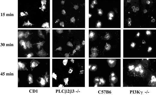 Figure 9. Platelet spreading on immobilized fibrinogen. Washed platelets were layered at a density of 5 × 107/mL onto fibrinogen-coated slides. After several time points, cells were fixed and incubated with the membrane stain, vybrant DiO. Platelets lacking either PLCβ2β3 or PI3Kγ had impaired spreading compared with wild-type platelets. The spreading defect was most apparent at earlier time points. This demonstrates that second messengers generated by both PLCβ2β3 and PI3Kγ are required for platelet spreading. Results are representative for 3 experiments performed to date.