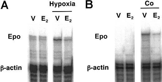 Figure 3. Suppressive effects of E2 on Epo mRNA expression in the kidneys. Rats were exposed to hypoxia (A) or injected with Co (B) for 6 hours demonstrated by ribonuclease protection assay. (A) V indicates vehicle; E, E2 at 1 mg/kg. (B) V indicates vehicle; E, E2 at 100 μg/kg. These are representative data from 3 independent experiments.