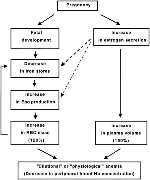 Figure 6. The hypothetical scheme of the mechanism underlying “dilutional anemia.” Solid arrows indicate direct action, and dashed arrows indicate inverse action.