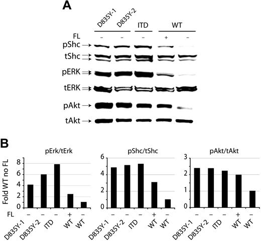 Figure 5. Constitutive activation of MAP kinase, Akt, and Shc by Flt3-ITD and Flt3-D835Y. (A) Constitutive activation of mitogen-activated protein (MAP) kinase Akt and Shc by Flt3 mutants. The 32D cells stably expressing the indicated Flt3 constructs were starved overnight in medium containing 0.5% FCS with or without the addition of FL as indicated. Total cell lysates were separated by SDS-PAGE. After blotting, the blots were stained with the indicated activation-specific antibodies. phospho-Erk recognizes Erk-1 (p44), and Erk-2 (p42), phosphorylated on Tyr204; phospho-Akt is specific for Akt phosphorylated on S473 and phospho-Shc recognizes Shc phosphorylated on Y239/240. Subsequently, the blots were stripped and stained with the indicated antibodies recognizing above proteins in their nonactivated state to demonstrate equal loading. (B) The activation of Shc, Erk, and Akt was quantitated by densitometry from Western blots (from panel A).