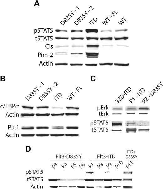 Figure 6. Differential activation of signaling pathways by the Flt3 mutation classes. (A) Differential STAT5 activation. The 32D cells stably expressing the indicated Flt3 constructs were starved overnight in medium containing 0.5% FCS with or without the addition of FL as indicated. Total cell lysates were separated by SDS-PAGE. After blotting, the blots were stained using an activation state specific phospho-STAT5 (Y694/699) antibody. Subsequently, the membrane was stripped and reprobed using an anti-CIS antibody, as indicated. Equal loading was shown by reprobing the membrane with an antibody recognizing total STAT5. For analysis of the Pim-2 expression levels, the proteins were resolved on a 15% gel and stained with a Pim-2 antibody. Equal loading was confirmed by reprobing the blot with an antibody specific for β-actin. (B) The transcription factors Pu.1 and C/EBP-α are specifically repressed by Flt3-ITD mutations. Cells were grown for 36 hours in the absence of IL-3 and with (Flt3-WT) or without (Flt3-D835Y and Flt3-ITD) FL in medium supplemented with 10% FCS. The lysates were resolved by SDS-PAGE and immunoblotted with antibodies specific for c/EBP-α or Pu.1, as indicated. Membranes were stripped off and reprobed for β-actin to ensure equal loading. (C) Differential activation of STAT5, but not of Erk, by ITD versus D835Y in primary AML samples. Cell lysates were prepared from frozen bone marrow and total cell lysates were analyzed for activation of MAP kinase or STAT5 using activation state-specific antibodies, as described. (D) Preferential activation of STAT5 by Flt3-ITD in AML samples. The activation of STAT5 was analyzed as described in panel C. P indicates patient.