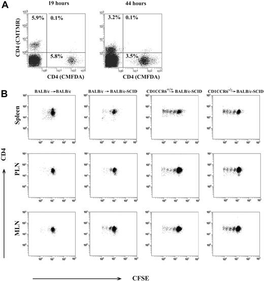 Figure 3. In vivo homing of CD4+ T cells to secondary lymphoid organs and on-site proliferation is CCR6 independent. (A) CMFDA-labeled WT and CMTMR-labeled CCR6-deficient CD4+ T cells (3 × 106 each) were cotransferred into BALB/c-SCID mice and the percentage of donor cells in recipient spleens were determined at different times after cell transfer. (B) WT or CCR6-deficient CD4+ T cells transferred to BALB/c-SCID mice showed a similar proliferation ratio, as deduced from the sequential halving of the fluorescence intensity with each generation of CD4+ T cells in spleen and peripheral (PLN) and mesenteric (MLN) lymph nodes. Data are also shown from control transplants in which CFSE-labeled CD4+ T cells from BALB/c donors were transferred to BALB/c or BALB/c-SCID recipients. Plots represent CFSE-labeled cells recovered from 4 mice, 4 days after receiving a transplant of 10 × 106 CFSE-labeled CD4+ T cells of the indicated genotypes. Similar results were obtained in 3 different experiments.