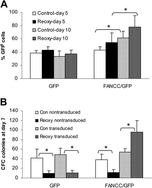 Figure 2. Expansion of FANCC-expressing BM lin– cells exposed to hyperoxic-hypoxic-hyperoxic treatment. (A) Proportions of transduced (GFP+) cells in GFP and FANCC/GFP cultures. The increase in GFP+ cells in the FANCC/GFP culture reflects a growth advantage conferred by FANCC expression. Data are the mean ± SD of triplicate determinations. *Statistical significance between day 5 and day 10 samples at P < .05. (B) Growth of clonogenic progenitors (CFC) of nontransduced and transduced Fancc–/– BM lin– cells. Note that while the proportion of GFP+ CFCs decreased in reoxygenated GFP culture, the GFP+ CFCs were dramatically increased in the FANCC/GFP culture. Data are the mean ± SD of triplicate determinations. *Statistical significance between untreated (Con) and treated (Reoxy) samples at P < .01.