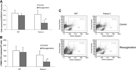 Figure 3. Effects of hypoxia-reoxygenation on LTBMC. (A) LTBMC was established for BM cells that were untreated (Control) or exposed to 2 cycles of hyperoxic-hypoxic-hyperoxic treatment (reoxygenation). Viable cells harvested from LTBMC after 2 weeks of culture were counted and presented as mean of 3 independent experiments. *Statistical significance between reoxygenated WT and Fancc–/– samples at P < .01. (B) Effect of reoxygenation on LTBMC progenitor activity. The colony-forming cell (CFC) activity of WT and Fancc–/– LTBMC cells was evaluated after hyperoxia (Control) only or 2 cycles of hyperoxic-hypoxic-hyperoxic treatment (Reoxygenation). Data shown represented the total number of colonies (mean ± SD) from 3 independent experiments. *Statistical significance between reoxygenated WT and Fancc–/– samples at P < .01. (C) Analysis of apoptosis in WT and Fancc–/– LTBMC cells by quantification of the fraction of cells containing activated caspase 3 (gated in R3). Shown are representative flow cytometric presentations of 3 independent experiments.