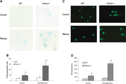 Figure 4. Reoxygenation-induced premature senescence in Fancc–/– BM cells. (A) Reoxygenated Fancc–/– LTBMC cells exhibited increased SA-β-gal activity. The hematopoietic cells harvested from a 2-week LTBMC were stained for SA-β-gal activity. (B) The percentage of the cells stained positive for SA-β-gal was quantified by counting a total of 1000 cells in random fields on a slide. The data represent the mean ± SD. *Statistical significance between reoxygenated WT and Fancc–/– samples at P < .05. (C) Reoxygenated Fancc–/– LTBMC cells accumulated high levels of oxidative DNA damage. DNA strand breaks were analyzed by a single-cell gel electrophoresis (comet) assay, in which nuclei and comet images visualized by SYBR Green staining. Shown are representative images of the comet assays. (D) DNA damage quantified by determining the comet tail movement (increasing values represent increasing amounts of DNA damage). The mean tail moment of the WT without treatment (Control) is expressed as 100%. For each treatment, 30 cells were scored for tail moment from random sampling. Data reflect means ± SD of 3 independent experiments performed. *Statistical significance between reoxygenated WT and Fancc–/– samples at P < .05.