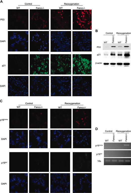 Figure 5. Hypoxia-reoxygenation increases expression of senescence-associated proteins. (A) Reoxygenated Fancc–/– LTBMC cells showed strong immunostaining for p53 and p21Waf1. The hematopoietic cells harvested from a 2-week LTBMC were stained with the antibodies against p53 and p21Waf1 and then counterstained with DAPI. Representative photomicrographs of p53 and p21Waf1 immunofluorescent staining are shown. (B) Expression of p53 and p21Waf1 as analyzed by immunoblotting. Equal loading was ensured by reprobing the blot with antibody for β-actin. (C) Reoxygenated Fancc–/– LTBMC cells increased moderately the accumulation of p16Ink4a, but not p19Arf. The hematopoietic cells harvested from a 2-week LTBMC were stained with the antibodies against p16Ink4a and p19Arf. (D) Expression of p16Ink4a and p19Arf in WT and Fancc–/– LTBMC cells, as analyzed by RT-PCR.