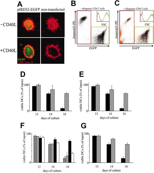 Figure 1. DCs require CD4+ T cell–derived stimuli to escape apoptosis. (A-C) Assessment of DC survival. (A) Unperturbed distribution and regulation of MHC class II in transfected DCs. pIRES2-EGFP–transfected (left column) and nontransfected (right column) DCs were cultured in the absence (top row) or presence (bottom row) of CD40L. DCs immobilized onto adhesion slides were fixed, permeabilized, and stained with anti–HLA-DRβ mAbs followed by TRITC-labeled secondary reagent. Fluorescence was analyzed by laser scanning microscopy, as described.18 (B) Discrimination of viable and apoptotic DCs. DCs were transfected with pIRES2-EGFP and FACS sorted to a purity of 98%. EGFP+ DCs were cultured for 3 days after transfection, stained with annexin V–PE, and analyzed using FACS. Two major DC populations can be distinguished on the basis of EGFP (x-axis) and annexin V–PE binding (y-axis). EGFPlow/annexin V–PE+ cells correspond to dead/apoptotic DCs, and EGFPhigh/annexin V–PE– cells correspond to viable DCs. Dead (red gate) and viable (green gate) DCs are also clearly distinguished by their nonoverlapping FSC histograms (transparent inset: dead DCs, red line; viable DCs, green line). (C) Enumeration of viable DCs in DC–T-cell cocultures. FACS-sorted pIRES2-EGFP–transfected DCs and purified allogeneic CD4+ T cells were cocultured for 3 days. Cell conjugates were dissociated, and cells were stained with annexin V–PE and anti–CD3–PerCP and analyzed by FACS. CD3+ T cells were gated and are shown as orange dots. Four cell populations are resolved: EGFP–/annexin V– cells (viable T cells), EGFP–/annexin V+ cells (dead T cells), EGFPlow/annexin V-PE+ cells (dead DCs), and EGFPhigh/annexin V–PE– cells (viable DCs). Again, viable DCs (green gate) can be distinguished from dead T cells and dead DCs (red gate) by nonoverlapping FSC histograms, as shown in the transparent inset (green and red lines, respectively). Fewer than 3% of DCs remained conjugated to T cells (orange dots in green gate). (D-E) Comparable basal and T cell–dependent survival of nontransfected DCs (D) and EGFP-transfected sorted DCs (E). DCs were cultured in the absence (▪) or presence (▧) of allogeneic CD4+ T cells at a DC/T-cell ratio of 1:100 until day 16. Cells were harvested at the indicated time points, and numbers of viable DCs were determined by FACS analysis. (F) T-cell–dependent DC survival requires cognate DC–T-cell interaction. DCs were pulsed with 1 μg/mL TSST1 sAg or were left untreated. sAg-loaded or nonpulsed DCs were cultured alone or cocultured with autologous CD4+ T cells with or without 10 μg/mL anti-CD40L mAbs. ▥ indicates medium; ▧, autologous CD4+ T cells alone; ▪, with sAg; and □, with sAg and anti-CD40L mAbs. (G) DCs were cultured in the absence (▪) or presence (▧) of CD40L. (D-G) Results are presented as percentage of viable DCs after culture relative to the number of input DCs (mean ± SD of triplicate determinations). Results are representative of at least 3 independent experiments.