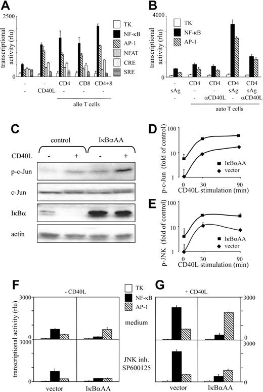 Figure 2. Feedback-regulated NF-κB and AP-1 transcriptional activities are selectively induced in DCs on cognate T-cell contact and CD40 triggering. (A-B) Profiling of transcriptional activity. DCs were cotransfected on d11.5 with reporter constructs for the indicated transcription factors or plasmids containing the TK promoter together with pIRES2-EGFP. EGFP+/CD1a+ DCs were FACS-sorted and cultured alone and in the presence of allogeneic (A) or autologous (B) T cells. Allogeneic CD8+ and CD4+ T cells used in panel A were isolated from MNCs of the same donor. The DC/T-cell ratio was 1:100. DCs were cultured in the presence of CD40L(A) or were pulsed with TSST-1 or cultured in the presence of T cells or blocking anti-CD40L mAbs (B). Cell-free supernatants were harvested after 36 hours, and hPAP-dependent luminescence was measured. Results are expressed as mean relative light unit (rlu) (y-axis), as obtained in quadruplicate cultures. rlu values produced by mock-transfected DCs and by DCs transfected with promoterless plasmids were negligible. Reporter activity of the TK control plasmid was similar under all conditions tested. Error bars indicate SD. Results are representative of at least 3 independent determinations. (C) IκBαAA augments basal and CD40L-induced c-Jun phosphorylation but not total c-Jun levels. FACS-purified IκBαAA or control-transfected DCs were stimulated with CD40L for 30 minutes or left untreated. Cells were lysed, and extracts prepared from equal cell numbers were separated by SDS-PAGE. After protein transfer, nitrocellulose membranes were probed with the indicated antibodies. Finally, membranes were stripped and reprobed with anti–actin antibodies to ensure equal loading and transfer of cellular proteins. (D-E) IκBαAA augments basal and CD40L-induced JNK and c-Jun phosphorylation. DCs were transfected with IκBαAA or control vector and were stimulated for the indicated time periods with CD40L. Cells were washed, fixed, and permeabilized for intracellular staining with mAbs specific for p-c-Jun (D) or p-JNK (E). Data are presented as x-fold induction of phosphorylation of indicated proteins by CD40 triggering over nonstimulated control-transfected cells. Mean ± SD of 3 independent experiments are shown. (F-G) IκBαAA impairs NF-κB function and up-regulates AP-1–mediated transcriptional activity. DCs were cotransfected with reporter constructs for AP-1 or NF-κB or TK promoter–containing plasmids together with pIRES2-EGFP (vector; left column in F-G) or IκBαAA-pIRES2-EGFP (IκBαAA; right column in F-G). EGFP+/CD1a+ DCs were FACS-sorted and cultured in the absence (F) or presence (G) of CD40L. The JNK inhibitor SP600125 (1 μM) was added (bottom row in F-G). rlu (mean ± SD, y-axis) was obtained in quadruplicate cultures. Results are representative of at least 3 independent determinations.