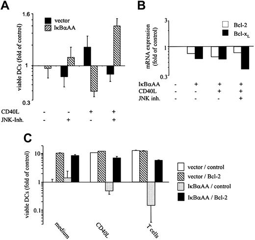 Figure 6. JNK/AP-1–mediated death in freshly isolated epidermal Langerhans cells, regulation of Bcl transcripts, and reversal of JNK/AP-1–induced DC death by Bcl family members. (A) Inhibition of JNK/AP-1 activation restores CD40-mediated survival in IκBαAA-transfected primary skin LCs. Epidermal cells containing 10% to 20% CD1a+ LCs were transfected with pIRES2-EGFP or IκBαAA-pIRES2-EGFP. Twelve hours after transfection, JNK inhibitor SP600125 (1 μM) was added where indicated; 30 minutes later, cells were exposed to CD40L or were left unstimulated. Cells were cultured for 24 hours and then were labeled with CD1a-PE and propidium iodide (PI). Viable transfected EGFP+/CD1a+/FSChigh DCs that excluded PI were enumerated by FACS. Data are shown as x-fold alteration of survival (mean ± SD of 4 independent experiments) relative to the survival of vector-transfected LCs cultured in medium only. (B) DCs were transfected with pIRES2-EGFP or IκBαAA-pIRES2-EGFP, FACS-sorted, and cultured in the absence or presence of CD40L or JNK inhibitor SP600125 for 6 hours. RNA was extracted and processed for microarray analysis. Relative expression of Bcl-2 and Bcl-xL transcripts is shown. (C) Induced Bcl-2 expression restores CD40-mediated survival in NF-κB–deficient, HPC-derived DCs. DCs were cotransfected with Bcl-2 or empty vector (control) together with pIRES2-EGFP (vector) or IκBαAA-pIRES2-EGFP (IκBαAA). CD1a+/EGFP+ DCs were FACS-sorted and exposed to the indicated stimuli for 3 days. (A,C) Data are shown as x-fold alteration of survival (mean ± SD of 3 independent experiments) relative to the survival of vector-transfected DCs cultured in medium only.
