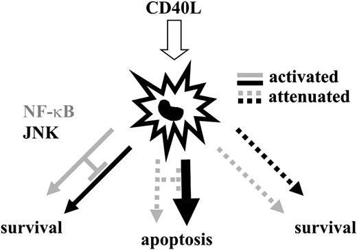 Figure 7. Model of the regulation of DC longevity and death by the balance of JNK/AP-1 and NF-κB activation. DCs enjoy a prolonged lifespan when JNK/AP-1 and NF-κB are activated in a balanced fashion by the ligation of TNFR-SF members. A main function of NF-κB in DCs is to restrict the amount of JNK activity. When NF-κB activation is impaired, TNFR-SF member-induced JNK activity is augmented, and DCs undergo JNK/AP-1–mediated apoptosis. If JNK/AP-1 and NF-κB activities are attenuated simultaneously, TNFR-SF member–induced survival is reestablished. Thus, a balance of JNK/AP-1 and NF-κB activity, rather than the absolute degree of activity amplification of a single pathway, mediates DC survival. Noteworthy is that this model does not rule out the possible absolute requirement of a critical NF-κB signaling threshold for DC survival.