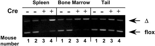 Figure 1. Virtually complete VCAM-1 gene ablation in hematopoietic cells from bone marrow and spleen in Tie2cre+ VCAM-1 mice (VCAM-1Δ/Δ). Genomic DNA was isolated from the spleen, bone marrow cells, and tails of VCAM-1f/f (nos. 1 and 2) or VCAM-1Δ/Δ (nos. 3 and 4) mice. PCR was performed using a set of VCAM-1– specific primers that allow distinction between floxed and deleted (Δ) alleles of the VCAM-1 gene. Note that in contrast to the findings with the tail, only cre+ hematopoietic cells are nearly completely ablated.