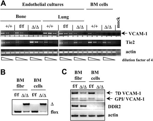 Figure 4. VCAM-1 ablation in endothelial and fibroblast cell cultures. (A) VCAM-1 RNA expression is significantly decreased in endothelial cultures from bone or lung of VCAM-1Δ/Δ mice compared with controls. By contrast, no significant differences are seen in Tie2 expression in all groups. Endothelial cultures were established from the bones and lungs of the wild type (+/+), VCAM-1f/f, and VCAM-1Δ/Δ mice. Total RNA was isolated from these cultures, as well as from uncultured bone marrow cells, and reverse transcribed using oligo-dT primer. PCR was performed on serially diluted RT templates (dilution factor of 4) with VCAM-1–, Tie2- or actin-specific primer sets. (B) Partial deletion of the VCAM-1 gene in the fibroblast cultures from the bone marrow of VCAM-1Δ/Δ mice. PCR analysis of genomic DNA isolated from fibroblast cultures and uncultured BM cells of VCAM-1f/f and VCAM-1Δ/Δ mice was done to show the floxed and Δ alleles of the VCAM-1 gene. (C) VCAM-1 RNA expression is decreased in fibroblast cultures of VCAM-1Δ/Δ mice compared with control-cultured fibroblasts. Total RNA was isolated from the bone marrow fibroblast cultures, as well as from uncultured BM cells of VCAM-1f/f and VCAM-1Δ/Δ mice, and reverse transcribed using oligo-dT primer. PCR was performed with VCAM-1–specific primers recognizing the long VCAM-1 isoform (7D VCAM-1) or GPI-linked VCAM-1 isoform (GPI/VCAM-1), as well as with primers for the fibroblast-specific receptor DDR2, and actin-specific primers as internal controls.