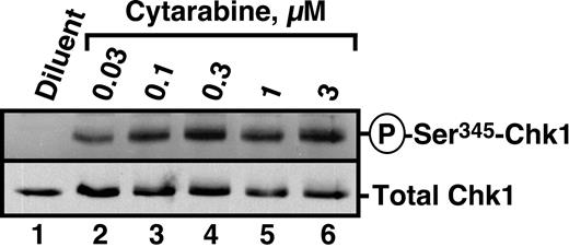 Figure 1. Cytarabine induces Chk1 activation in HL-60 cells. HL-60 cells were treated with diluent or the indicated concentrations of cytarabine for 3 hours. After cells were washed, postnuclear lysates were prepared. Equal amounts of protein were electrophoresed and sequentially immunoblotted for antiphospho-Ser345-Chk1 and total Chk1.
