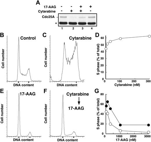 Figure 2. Cytarabine-induced S-phase accumulation is abrogated by 17-AAG. (A) HL-60 cells treated with diluent (lane 1), 300 nM cytarabine (lane 2), 300 nM cytarabine and 1000 nM 17-AAG (lane 3), or 1000 nM 17-AAG alone (lane 4) were assayed for Cdc25A levels by immunoblotting as previously described.68 The asterisk indicates immunoglobulin G heavy chain. (B-C,E-F) HL-60 cells were treated for 24 hours with diluent (B), 100 nM cytarabine (C), or 300 nM 17-AAG (E). Alternatively, cells pretreated for 24 hours with 100 nM cytarabine (as in panel C) were then treated for an additional 24 hours with 300 nM 17-AAG (F) in the continued presence of cytarabine. At the completion of the incubation, the cell-cycle distributions were determined by flow microfluorimetry. Arrows denote cells with 2N and 4N DNA content determined by Modfit software analysis. (D) HL-60 cells were treated for 24 hours with diluent or the indicated concentrations of cytarabine and analyzed by flow microfluorimetry. Very similar results were obtained when the cytarabine incubation was continued for 48 hours (data not shown). (G) The percentage of S-phase cells detected after treatment with diluent or cytarabine and various concentrations of 17-AAG as illustrated in panels E and F. ⬡ indicates 300 nM cytarabine; ○, no cytarabine.