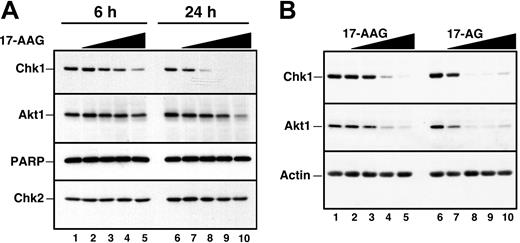 Figure 3. Effect of 17-AAG and 17-AG on Chk1 and other polypeptides in HL-60 cells. (A) Log-phase HL-60 cells were treated for 6 hours (lanes 1 to 5) or 24 hours (lanes 6 to 10) with diluent (lanes 1 and 6), 100 nM 17-AAG (lanes 2 and 7), 300 nM 17-AAG (lanes 3 and 8), 1000 nM 17-AAG (lanes 4 and 9), or 3000 nM 17-AAG (lanes 5 and 10). After cells were washed in serum-free medium, whole-cell lysates were subjected to SDS-polyacrylamide gel electrophoresis, transferred to nitrocellulose, and immunoblotted for Chk1 and Akt1. PARP, a well-recognized substrate of caspases 3, 7, and 9,69-72 served as a marker of caspase activation. Chk2 served as a loading control. (B) Log-phase HL-60 cells were treated for 24 hours with diluent (lanes 1 and 6), 17-AAG (lanes 2 to 5), or 17-AG (lanes 7 to 10) at 30 nM (lanes 2 and 7), 100 nM (lanes 3 and 8), 300 nM (lanes 4 and 9), and 1000 nM (lanes 5 and 10). At the completion of the incubation, sample preparation and immunoblotting were performed as described in panel A.