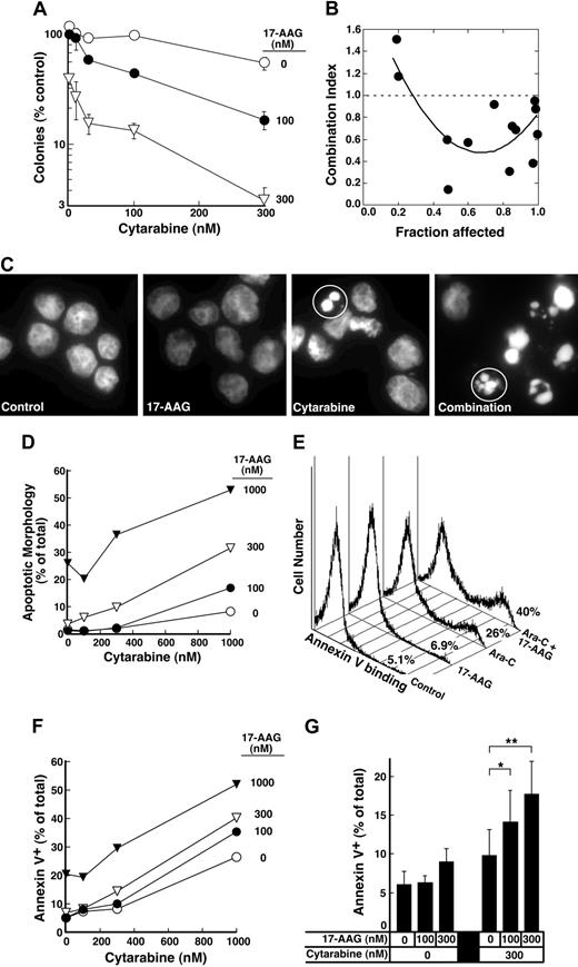 Figure 4. Effect of 17-AAG on cytarabine-induced cytotoxicity. (A) Log-phase HL-60 cells were treated with 0.1% dimethyl sulfoxide (DMSO) containing 0, 10, 30, 100, or 300 nM cytarabine for 24 hours. The indicated concentration of 17-AAG was then added for an additional 24 hours in the continued presence of cytarabine. At the completion of the incubation, cells were sedimented, washed, plated in drug-free medium, and allowed to form colonies for 14 days. Cloning efficiency of diluent-treated cells in multiple experiments ranged from 25% to 35%. Error bars: mean ± standard deviation of quadruplicate samples. (B) Dots represent combination index values calculated from the data in panel A under the assumption that effects of cytarabine and 17-AAG were mutually exclusive.82 Solid line is second-order regression line calculated from the individual data points. (C-D) Log-phase HL-60 cells were treated with 0.1% DMSO containing 0, 100, 300, or 1000 nM cytarabine for 24 hours. The indicated concentration of 17-AAG was then added for an additional 24 hours in the continued presence of cytarabine. At the completion of the incubation, cells were sedimented, incubated in drug-free medium for 72 hours, and examined for apoptotic morphologic changes. (C) Micrographs contain representative fields of cells harvested 72 hours after completion of treatment with diluent (control), 300 nM 17-AAG for 24 hours, 1000 nM cytarabine for 48 hours, or 1000 nM cytarabine for 24 hours followed by the addition of 300 nM 17-AAG for the second 24 hours in the continued presence of the cytarabine (combination). Cells were then incubated for 72 hours and analyzed. (D) Results obtained when more than 500 cells per treatment were examined from the experiment in panel C. (E) Log-phase HL-60 cells were treated with diluent (control or 17-AAG) or 1000 nM cytarabine (Ara-C) for 24 hours. Diluent or 300 nM 17-AAG was then added for 24 hours. At the completion of the drug treatment, cells were washed and cultured in drug-free medium for 3 days prior to staining with APC–annexin V. For these assays, both propidium iodide–negative (early apoptotic) and propidium iodide–positive (late apoptotic) cells were quantitated, a common practice in these prolonged assays.83,84 (F) Log-phase HL-60 cells were treated with 0.1% DMSO containing 0, 100, 300, or 1000 nM cytarabine for 24 hours. The indicated concentration of 17-AAG was then added for an additional 24 hours in the continued presence of cytarabine. At the completion of the incubation, cells were sedimented, incubated in drug-free medium for 72 hours, and stained with APC–annexin V as illustrated in panel E. (G) Combined results obtained in 4 independent experiments performed as described for panels E and F. Error bars: ± 1 standard deviation. *P = .03 and **P = .002 by paired t test.