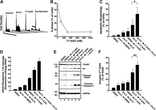 Figure 5. Effect of 17-AAG on cytarabine-induced cell-cycle arrest and cytotoxicity in ML-1 cells. (A-B) ML-1 cells were treated for 24 hours with diluent or 30 nM cytarabine (Ara-C). Either 300 nM 17-AAG (A) or the indicated concentration of 17-AAG (B) was then added for an additional 24 hours in the continued presence of cytarabine. At the completion of the drug treatment, cells were analyzed by flow microfluorimetry as illustrated in Figure 2. Arrows in panel A indicate subdiploid (apoptotic) cells. (C) ML-1 cells were treated with diluent or 30 nM cytarabine for 24 hours, washed, and incubated with diluent, 300 nM 17-AAG, 30 nM cytarabine, or 30 nM cytarabine plus 300 nM 17-AAG for an additional 24 hours. Morphologic apoptotic changes were then assessed as illustrated in Figure 4C. (D-F) ML-1 cells were treated with diluent or 100 nM cytarabine for 24 hours, sedimented, and incubated with diluent, 300 nM 17-AAG, 100 nM cytarabine, or 100 nM cytarabine plus 300 nM 17-AAG for an additional 24 hours. At the completion of the incubation, whole-cell lysates were assayed for ability to cleave DEVD–rhodamine 110 and for DNA content (D). Alternatively, whole-cell lysates were subjected to immunoblotting using sera that recognize the indicated antigen (E); dashed line indicates where nonadjacent lanes on each blot were juxtaposed; arrow, 89 kDa PARP fragment that results from caspase-mediated cleavage.86 At the completion of the incubation, cells were also examined for APC–annexin V binding (F) as illustrated in Figure 4E. Error bars: ± 1 standard deviation of 5 (C) or 3 (F) independent experiments. *P = .02 and **P < .001 by paired t test.