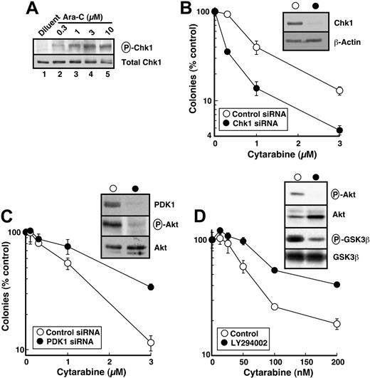 Figure 6. Effect of various treatments on cytarabine sensitivity in HeLa cells. (A) Cells were treated with diluent or the indicated concentrations of cytarabine (Ara-C) for 4 hours. After cells were washed, postnuclear lysates were prepared. Equal amounts of protein were electrophoresed and sequentially immunoblotted for phospho-Ser345-Chk1 (P-Chk1) and total Chk1. (B) Forty-eight hours after the second transfection with control or Chk1 siRNA, cells were harvested for immunoblotting with anti-Chk1 and antiactin antibodies (inset) or treated for 24 hours with the indicated concentration of cytarabine. At the completion of the drug incubation, colonies were allowed to form under drug-free conditions. (C) Forty-eight hours after the second transfection with control or PDK1 siRNA, cells were harvested for immunoblotting with anti-PDK1, anti-Thr308-phospho-Akt (P-Akt), and anti-Akt antibodies (inset) or treated for 24 hours with the indicated concentration of cytarabine. At the completion of the drug incubation, colonies were allowed to form under drug-free conditions. (D) In parallel experiments, cells were treated for 24 hours with diluent or the indicated concentration of cytarabine, and diluent or 20 μM LY294002 was then added for an additional 24 hours in the continued presence of diluent or cytarabine. At the completion of the drug incubation, cells were harvested for immunoblotting with antiphospho-Thr308-Akt, anti-Akt, antiphospho-Ser9/21-GSK3α/β, and anti-GSK3β antibodies (inset) or washed and allowed to form colonies under drug-free conditions. Error bars: mean ± standard deviation of triplicate aliquots. Each panel is representative of 3 or more independent experiments with similar results. HeLa-cell cloning efficiency ranged from 70% to 90%. The total period of cytarabine exposure was 48 hours in panel D but only 24 hours in panels B and C, explaining the enhanced sensitivity in panel D.
