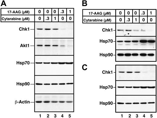 Figure 7. Effects of 17-AAG on client protein levels in primary AML isolates. Aliquots containing 1.5 × 106 to 2 × 106 AML cells were incubated for 24 hours with diluent (lane 1), 300 or 1000 nM cytarabine (lanes 2 and 3), or 300 or 1000 nM 17-AAG (lanes 4 and 5). Whole cell lysates containing 50 μg protein were then subjected to immunoblotting with reagents that detect the indicated polypeptides. Actin, which is not an Hsp90 client, and Hsp90, which does not change after 17-AAG treatment, served as loading controls. Samples in panels A-C came from 3 different AML patients.