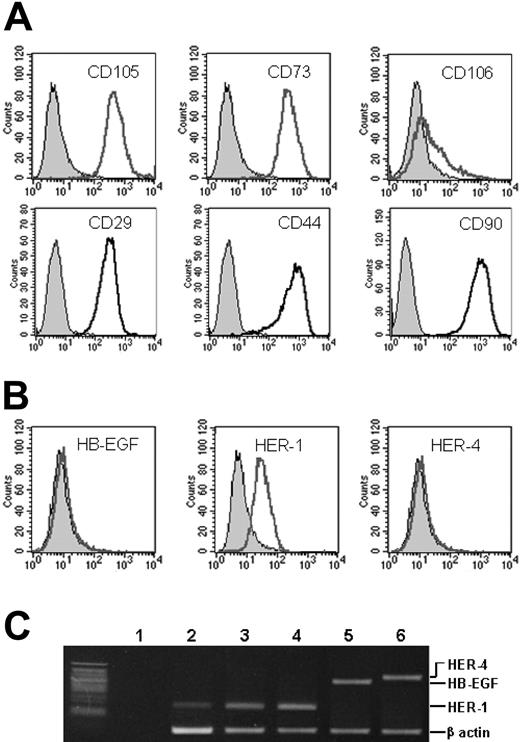 Figure 1. MSC marker expression. Proliferating MSCs were analyzed for the surface expression of (A) CD105 (endoglin), CD73, CD106 (VCAM-1), CD29, CD44, and CD90, which are all constitutively expressed, and (B) HB-EGF, HER-1, and HER-4 molecules. In panels A and B, the x axis measures positive marker, open curves, cells positive for the marker; and shaded curves, negative controls. Only HER-1 is expressed in standard conditions. The presence of the mRNA for HB-EGF, HER-1, and HER-4 was evaluated by RT-PCR on MSCs (C). Lane 1 indicates negative control (water); lane 2, MSCs; lane 3, MSCs after the addition of 25 ng/mL HB-EGF to culture; lane 4, A431 cell line (HER-1 positive control); and lanes 5-6, U937 cell line (HB-EGF and HER-4 positive controls). Beta-actin is the quantitative control.