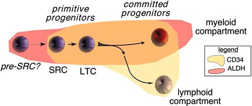 Figure 5. Expression of ALDH and CD34 during early hematopoietic development. Our studies suggested that ALDHbr CD34+ cells contained high frequencies of primitive multilineage progenitors, as monitored in NOD/SCID repopulation assays and in LTC. CD34+ cells contained short-term progenitors for myeloid and lymphoid compartments; however, the expression of ALDH was maintained most strongly by myeloid progenitors. In contrast, ALDHneg CD34+ cells enriched short-term lymphoid progenitors, suggesting that ALDH may have a diminishing role during early lymphopoiesis. Finally, a population of ALDHbr CD34neg cells was not efficiently supported within any of the developmental assays used. Based on recent reports,33 this cell may represent a progenitor for the CD34+ compartment.