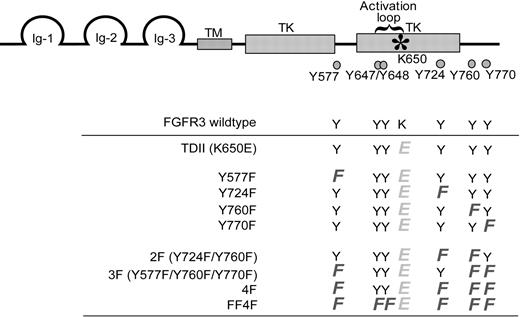 Figure 1. Schematic diagram of the locations of conserved tyrosine residues in FGFR3 and mutant constructs designed for this study. Full-length FGFR3 contains an N-terminal extracellular ligand-binding domain, a transmembrane domain (TM), and a split cytoplasmic tyrosine kinase (TK) domain. The activating mutation K650E in the activation loop is indicated by an asterisk, and 6 conserved tyrosine residues are marked by. The bottom panel shows the spectrum of FGFR3 mutants generated. All the mutants contain the activating mutation K650E except FGFR3 wild type. Single or multiple substitutions of the non–activation loop tyrosine residues Y577, Y724, Y760, and Y770 were introduced into the FGFR3 TDII (K650E). The FF4F mutant contains the mutations at the 2 activation loop tyrosine residues (Y647/Y648). All the numbering of mutations is as for native human FGFR3.