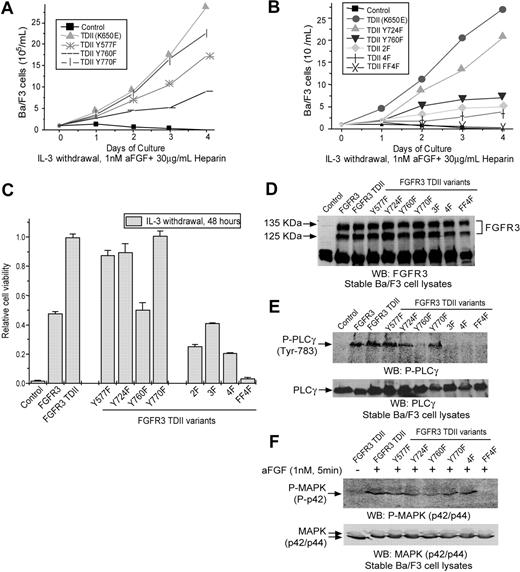 Figure 2. Effects of single or multiple substitutions at tyrosine residues on FGFR3 TDII activity in Ba/F3 cells. Ba/F3 cells transduced with an empty retroviral vector were included as a negative control. (A) IL-3–independent growth of Ba/F3 cell lines stably expressing distinct FGFR3 TDII single mutants. Cells were cultured with aFGF and heparin in the absence of IL-3 and counted daily. (B) Effects of multiple mutations at tyrosine residues on FGFR3 TDII–dependent IL-3–independent growth of Ba/F3 cells. (C) Effects of diverse tyrosine mutations on FGFR3 TDII transforming activity in a cell viability assay. The relative cell viability was normalized to the viability of cells stably expressing FGFR3 TDII mutant control. Data presented are mean ± standard error (n = 3). (D) Expression of distinct FGFR3 TDII variants in stably transduced Ba/F3 cells. FGFR3 TDII proteins were detected with antibody recognizing FGFR3 C-terminal tail. Visualization of double bands in each lane is due to the 2 alternative translational start sites in FGFR3. WB indicates Western blot. (E) Mutation Y760F abolishes FGFR3 TDII–dependent phosphorylation and activation of PLCγ. PLCγ specifically phosphorylated at activating tyrosine residue (Y783) and expression of total PLCγ were detected by immunoblotting. (F) Non–activation loop tyrosine residues are dispensable for FGFR3 TDII–dependent phosphorylation and activation of MAPK. Cells were treated with 1 nM aFGF and 30μg/mL heparin for 5 minutes prior to lysis. Phospho-MAPK and total MAPK protein were examined. FGFR3 TDII stable cells without ligand treatment were included as a control.