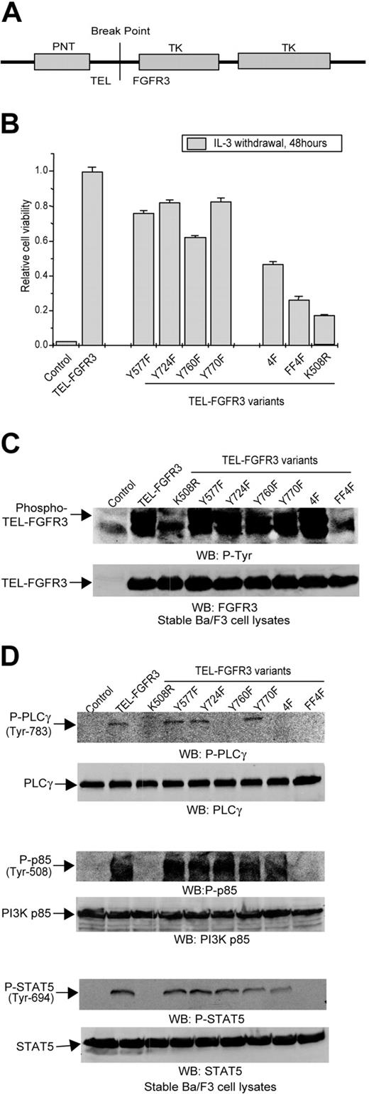 Figure 5. Effects of single or multiple Y→F substitutions on TEL-FGFR3 activity. Ba/F3 cells transduced with empty retroviral vector were included as a control. (A) Schematic diagram of TEL-FGFR3 fusion tyrosine kinase that contains an N-terminal TEL PNT dimerization domain and a cytoplasmic FGFR3 intracellular tyrosine kinase (TK) domain. (B) Effects of diverse tyrosine mutations on TEL-FGFR3 transforming activity in Ba/F3 cells in cell viability assay. The relative cell viability was normalized to the viability of cells stably expressing TEL-FGFR3 control. Data presented are mean ± standard error (n = 3). (C) Autophosphorylation of distinct TEL-FGFR3 variants assessed by specific phosphotyrosine antibody. Expression of distinct TEL-FGFR3 mutants was examined. (D) Tyrosine phosphorylation of PLCγ, PI3K, and STAT5 by TEL-FGFR3 variants. Mutation Y760F abolishes TEL-FGFR3–dependent phosphorylation and activation of PLCγ.