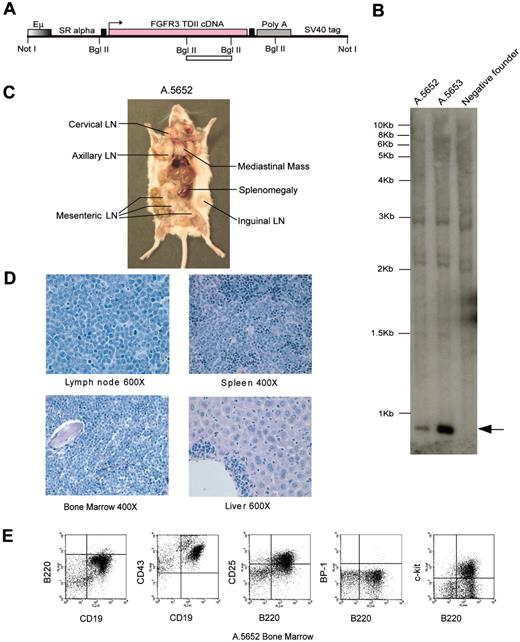 Figure 6. EμSR-FGFR3 TDII transgenic mice develop a fatal pro–B-cell lymphoma. (A) Schematic diagram of EμSR-FGFR3 TDII transgenic construct. FGFR3 TDII cDNA was inserted following the 3′ of EμSR promoter/enhancer using a Gateway subcloning cassette. The 2 filled boxes flanking the FGFR3 TDII construct are Gateway recombination sequences. The open bar indicates the target fragment for Southern blot analysis. (B) Southern blot identification of 2 positive founders with EμSRFGFR3 TDII transgenic construct. Genomic tail DNA was digested with BglII, and the fragment containing FGFR3 TDII cDNA sequence was detected (indicated by an arrow). An FGFR3 TDII transgene-negative FVB founder tail DNA is shown as a control. (C) Gross analysis of affected EμSR-FGFR3 TDII transgenic founder A.5652 shows splenomegaly and massive lymphadenopathy in various lymph node (LN) groups as indicated. (D) Sections of tissues from mouse A.5652 demonstrate extensive infiltration and effacement by immature lymphoid cells in lymph node, spleen, and bone marrow and focally in the liver. Magnifications are as indicated (H&E). (E) Flow cytometry analysis of lymph nodes in mouse A.5652 illustrates an immunophenotype with a high percentage of pro–B lymphoid cells, identified as B220+, CD19+, CD25+, CD43+, and c-KIT+ but BP-1-. Images were captured as described for Figure 4.