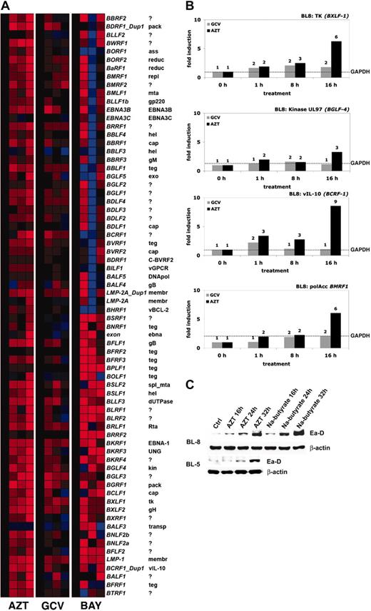 Figure 5. AZT induces the genomewide expression and lytic cycle associated viral mRNAs (proteins) of EBV in BL cells. (A) Hierarchical cluster analysis using a real-time, quantitative RT-PCR for EBV demonstrates the temporal effects of exposure to AZT (10 μg/mL), GCV (10 μg/mL), or Bay 11-7082 (2.5 μM) in BL-8 cells, where the mRNA signals were normalized to the level in mock (medium)–treated cells (CT). mRNAs that are highly abundant are coded in shades of red, those of intermediate levels in black, and those that are below the detection limit in blue. mRNA from sodium butyrate (2.5 mM)–treated BL-8 cells (for 8 hours) was used as a positive control. (B) BL-8 cells were treated with AZT (10 μg/mL) or GCV (10 μg/mL) for the indicated times (0, 1, 8, or 16 hours) and subjected to real-time quantitative RT-PCR for all EBV genes. After normalization to glyceraldehyde-3-phosphate dehydrogenase (GAPDH) levels (–), fold changes relative to untreated controls were calculated for individual mRNAs. (C) BL-8 and BL-5 cells were treated with AZT (10 μg/mL) or GCV (10 μg/mL) for the indicated times and immunoblot analysis was subsequently performed on harvested lysates to determine the expression of BMRF-1 (Ea-D). Lysate from sodium butyrate (2.5 mM)–treated cells was used as a positive control. β-actin was used as a loading control.