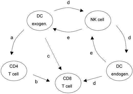 Figure 6. Proposed mechanism of T helper cell–independent CTL induction initiated by exogenously delivered unpulsed DCs. For details, see “Discussion.”