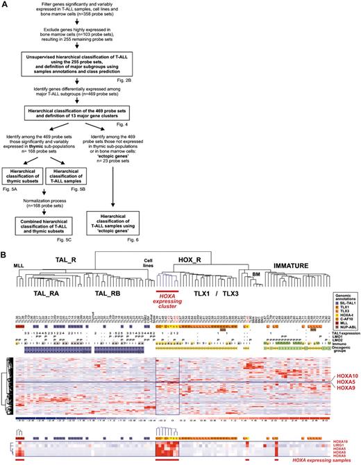 Figure 2. Unsupervised hierarchical classification of samples and genes based on expression microarray data. (A) General flowchart describing the sequence of microarray analysis procedures throughout the study. (B) This bidimensional classification was performed using expression data of probe sets selected on expression variability and reliability through the samples (n = 358 probe sets), and exclusion of probe sets highly expressed in bone marrow cells; the resulting list of 255 probe sets is shown in Table S1. The top panel shows a hierarchical tree of samples (columns), sample subgroups, and sample annotations. Major subgroups corresponding to main hierarchy branches are indicated on the tree. MLL indicates cases with MLL rearrangements; TAL_R, TAL1-related cases, with 2 TAL_R subgroups (TAL_RA and TAL_RB); HOX_R, HOX-related cases; the HOXA-expressing cluster of cases is highlighted in red, and the main TLX1- and TLX3-expressing subgroup is indicated; IMMATURE, subgroup of cases characterized by strong expression of genes expressed in immature cells and frequent coexpression of myeloid genes; BM, normal human bone marrow cells. TL is the unique identification number for samples. Sample group annotations: for genomic annotations, S indicates cases with SIL-TAL1 transcripts; E, TLX1-expressing cases, L, TLX3-expressing cases (both also quoted as genomic annotations for simplicity); t, HOXA-rearranged cases; C, cases with CALM-AF10 transcripts; M, cases with MLL rearrangement as detected in these cases by FISH and Southern blot; and N, cases with NUP214-ABL transcripts. *HOXA_R cases without identified rearrangement. For TAL1, LMO1, and LMO2 gene expression, RQ-PCR evaluations of expression are indicated; - indicates cases not annotated to avoid bias due to erythroid contamination (n = 9 cases, including the HOXA-rearranged cases TL46), or not available (n = 2 cases). TAL1 expression was scored for significant increased levels compared to normal thymus level, evaluated from 1 to 5 (moderate to highest levels), and significant LMO1 and LMO2 expressions compared to normal thymus levels are indicated as P (positive); see Figure S1. Immuno indicates immunologic markers: i, immature; 3, cCD3 expression; g, γδ expression; a, αβ expression; and M, myeloid markers (CD13 or CD33 or both). For oncogenic groups, T indicates TAL_R cases; H, HOX_R cases; I, immature cases without TLX3 expression. For TAL_R subgroup annotations, A indicates TAL_RA; and B, TAL_RB. These labels were assigned based on sample annotations and microarray analyses (Figure S2). Group assignment by prediction models was questionable in 2 TAL_RB cases and 3 immature cases and these cases are indicated by boxes (TL25, TL34, TL76, TL77, and TL82; Figure S2D). The “Immature group” label is provisional because oncogenic events are unidentified in this group. In the middle panel, left, hierarchical tree of genes (rows); center, for all samples (columns), relative expression levels are indicated according to the color scale shown on the bottom of the figure (from deep blue, lower expression, to deep red, higher expression); right, rows corresponding to the HOXA genes are indicated. The bottom panel shows magnification of the cluster of genes defining the HOXA-expressing cluster. These cases, and the 5 additional samples with HOXA expression, are indicated by red boxes (HOXA-expressing samples).