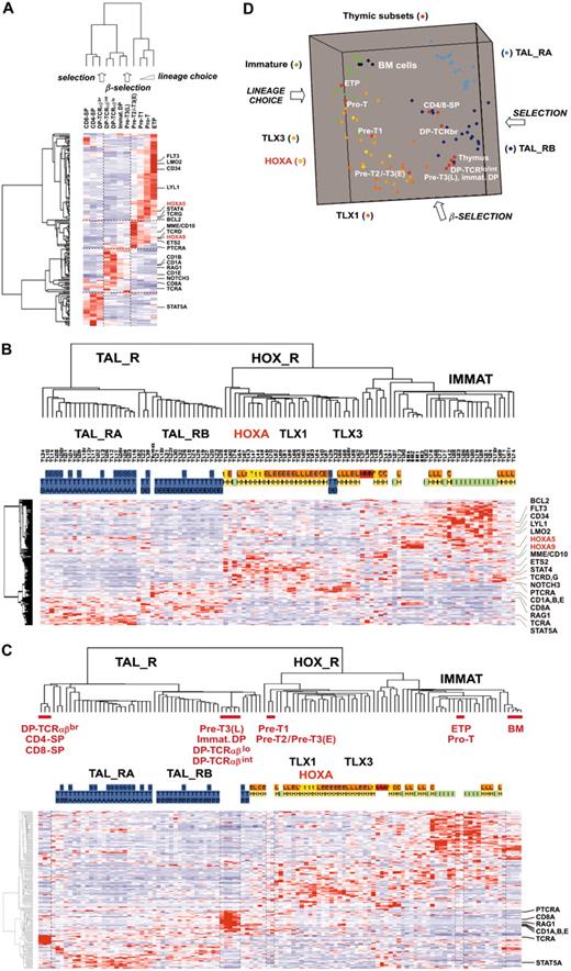 Figure 5. Unsupervised clustering of human thymocyte subpopulations and leukemic cells. (A) Unsupervised classification of 11 subpopulations purified from normal human thymus and subsequently analyzed by global gene expression on the U133A array. For human thymic subsets, ETP indicates early thymocyte precursor with lymphomyeloid potential25,26; the Pro-T, Pre-T1, Pre-T2/Pre-T3(E) (ie, Pre-T2 and Pre-T3(E), not distinguished here), Pre-T3(L), immature DP (immature double-positive cells), DP-TCRαβlo, DP-TCRαβint and DP-TCRαβbr, CD4-SP (CD4 single-positive cells), and CD8-SP, have been described previously (for a review, see Carrasco et al4). The lineage choice, β-selection, and selection processes as reported in normal thymus differentiation are indicated. The 469 probe sets differentially expressed between oncogenic groups (Figure 4A) were filtered for variable and reliable thymic expression. In addition, “proliferation genes” defined by the “proliferation-mitosis” cluster (cluster C6 in Figure 4A) were discarded from this analysis to avoid spurious sample clustering due to proliferation rate. The resulting final list of 168 “thymic” genes is shown in Table S3. Genes of particular interest are shown, and HOXA genes are indicated in red. (B) Unsupervised classification of T-ALL samples using the same 168 “thymic” gene list. The same conventions are used as in Figure 2. The main oncogenic subgroups are indicated. The same genes of interest as in Figure 5A are shown. (C) Unsupervised analysis of combined T-ALL samples, normal human thymic subpopulations, and bone marrow (BM) cells. A selection of genes with a strongly altered expression level compared with the corresponding normal thymic subsets is indicated (RAG1 and CD8A gene expression was also directly analyzed by RQ-PCR in normal thymic samples and T-ALL, giving consistent data; not shown). (D) Three-dimensional representation of a multidimensional scaling analysis performed using normal thymic subsets, normal bone marrow, and T-ALL samples of the main oncogenic subgroups (TAL_RA, TAL_RB, HOXA, TLX1, TLX3, immature). The lineage choice, β-selection, and selection processes are indicated.