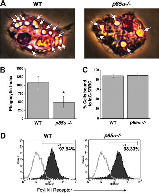 Figure 4. Reduced phagocytosis in p85α–/– BMMs. Phagocytosis assay was performed using WT and p85α–/– BMMs as described in “Materials and methods.” Phagocytosis assay was initiated by subjecting BMMs to IgG-sensitized sRBCs at a target-effector ratio of 100:1 for 15 minutes at 37°C. Nonengulfed sRBCs were lysed by water shock treatment and cells were fixed and stained using Diff-Quik stain before measuring the phagocytic index. (A) Arrows indicate engulfed cells. Images were acquired through a Zeiss Axioskop 2 Plus microscope equipped with a Plan-Neofluar 20×/0.5 objective lens, and were captured with an Axiocam MRC-5 camera and Axiovision 4 software (all from Zeiss, San Marcos, CA). (B) Bars indicate the mean phagocytic index ± SD. Data are from 4 independent experiments. *P<.05 for WT versus p85α–/–. The ability of WT and p85α–/– BMMs to bind IgG-sRBCs was assessed as described in “Materials and methods.” (C) Shown is the percent of BMMs bound to IgG sRBCs ± SD. (D) Expression of FcγIII/II receptor on WT and p85α–/– BMMs was analyzed by using an anti-FcγIII/II receptor (CD16/32) antibody or an isotype control antibody and flow cytometric analysis. Solid histograms indicate the level of FcγIII/II receptor staining on the surface of both WT (97.94% positivity) and p85α–/– (98.33% positivity) BMMs. Open histograms show the level of staining using an isotype control antibody.