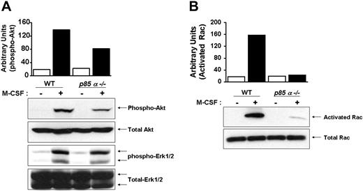 Figure 5. Reduced activation of Akt and Rac in p85α–/– BMMs. Wild-type and p85α–/– BMMs were starved overnight and stimulated with M-CSF. Equal amounts of cell lysates were subjected to Akt and Erk MAP kinase activation (A) by Western blot analysis using an anti–phospho Akt or Erk1/2 antibody or to a p21-activated kinase (PAK)–binding pull-down assay (B), which measures active, GTP-bound Rac. Shown are representative blots. Three independent experiments showed similar results. The bars indicate the band intensity of activated Akt and Rac, expressed as arbitrary units.